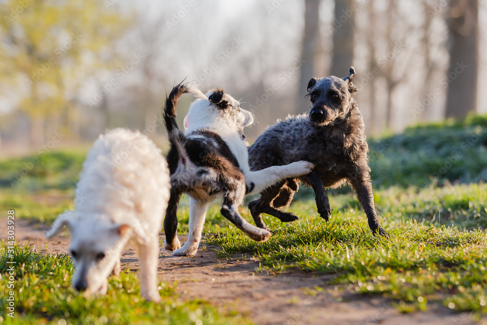 Obraz premium three small dogs playing on a field path