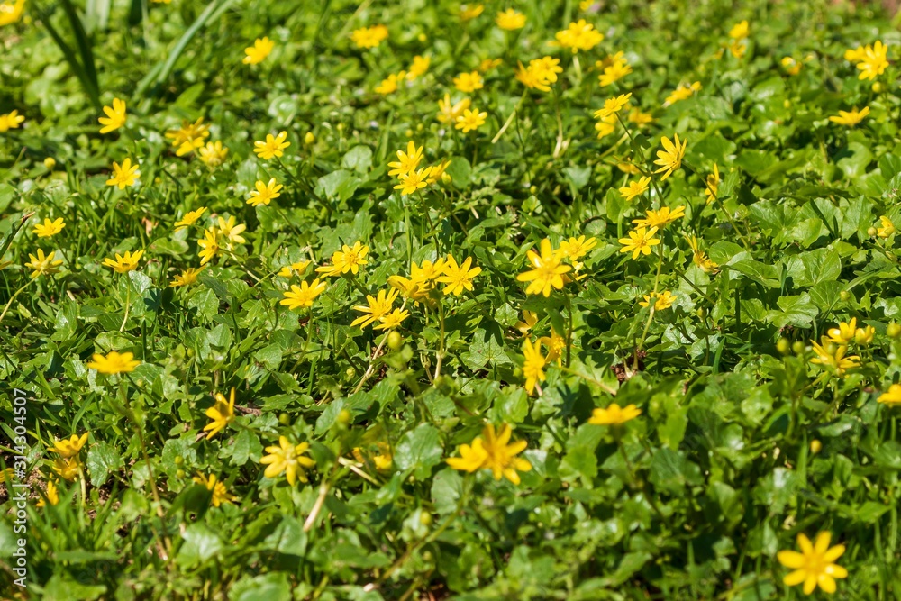 eine gelbe Blüten Landschaft