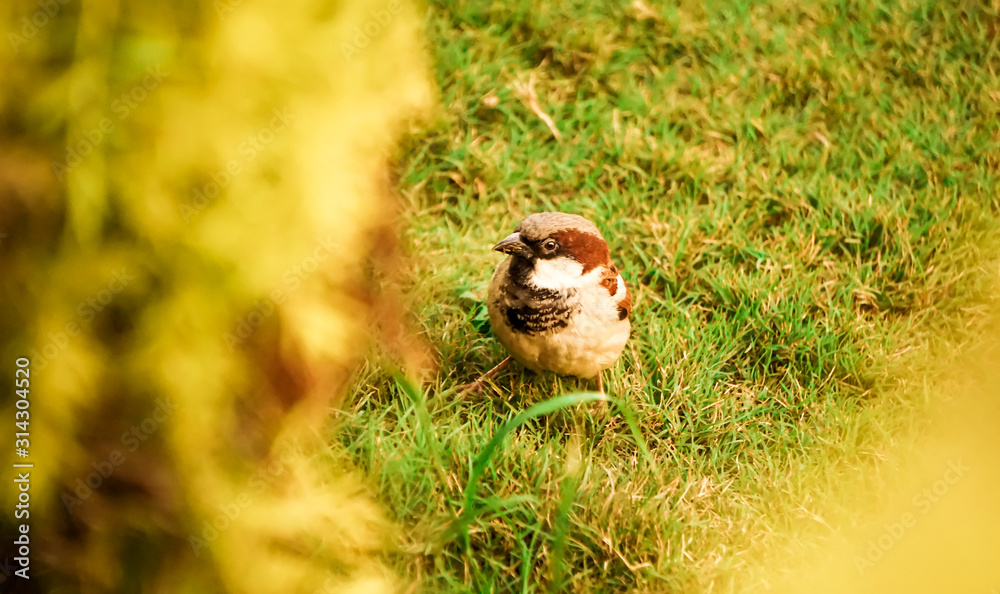 Sparrow in the grass