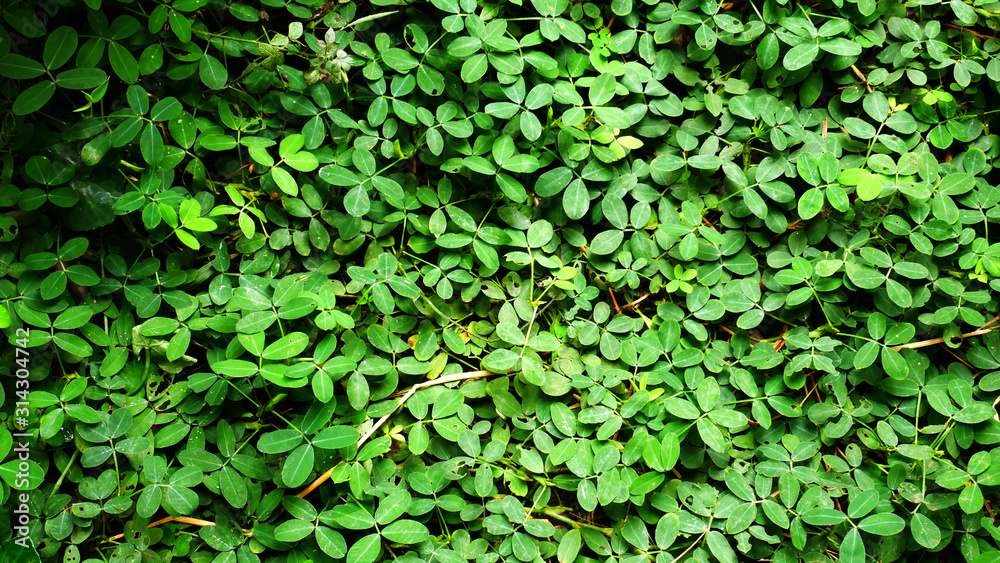 green leaves background, small leaf green leaves background, small leaf