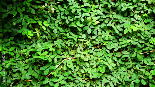 green leaves background, small leaf 