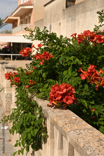 Fototapeta Naklejka Na Ścianę i Meble -  red bushes of geraniums outdoors in pots in Spain in Mallorca