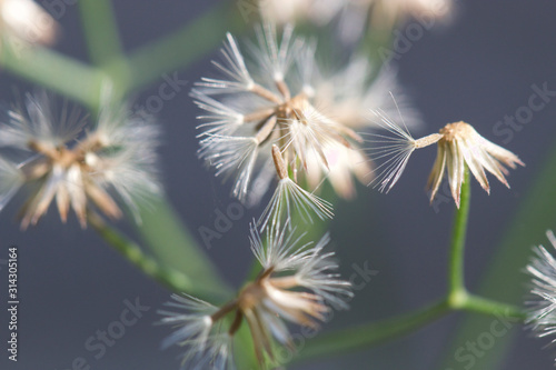 Fruits of Emilia  a plant similar to dandelion  background