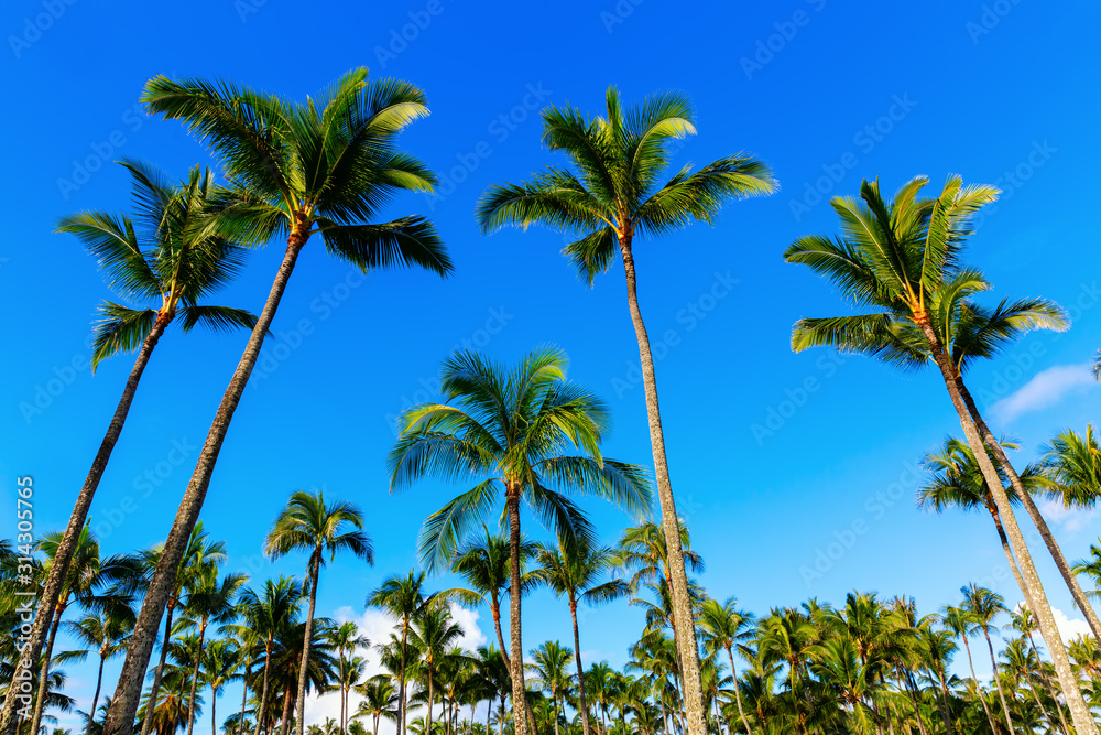 palm tree forest on Oahu, Hawaii