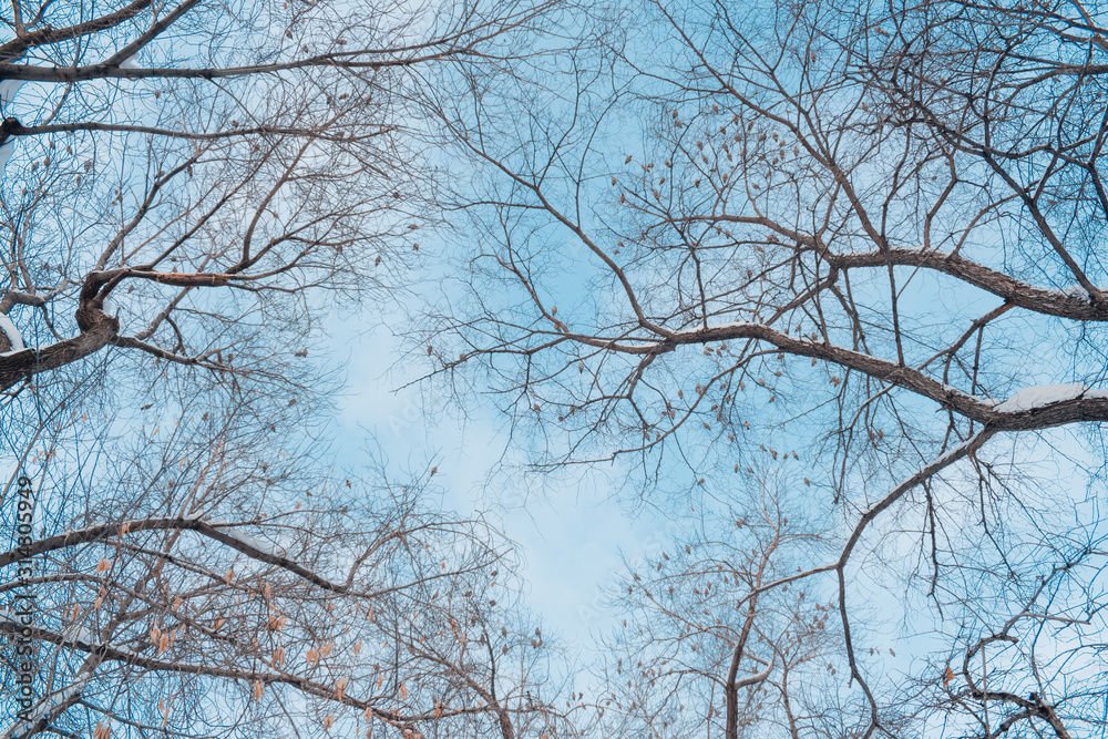 Tree branches against the sky in winter Tree branches against the sky in winter