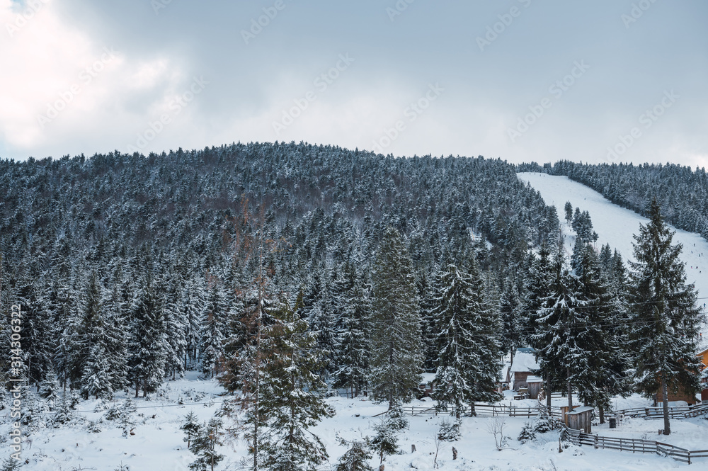 Winter forest with snow-covered trees. Snowy landscape with pine forest