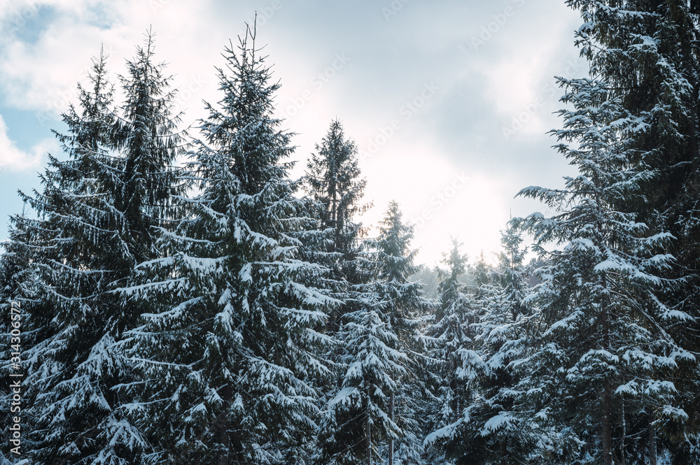 Winter forest with snow-covered trees. Snowy landscape with pine forest Winter forest with snow-covered trees. Snowy landscape with pine forest