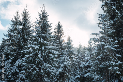 Winter forest with snow-covered trees. Snowy landscape with pine forest