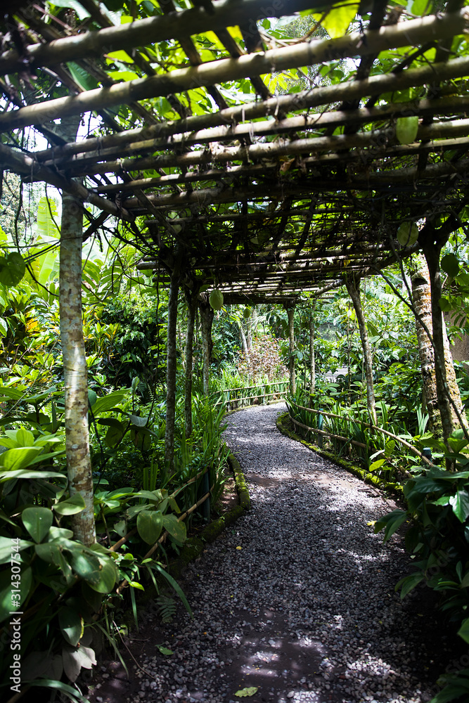 Pathway on the coffee plantation