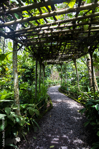 Pathway on the coffee plant...