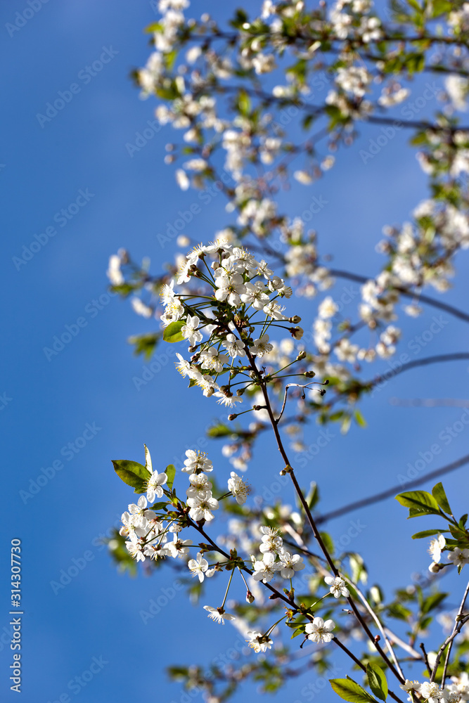 Flowering branches of cherry against a blue sky Flowering branches of cherry against a blue sky