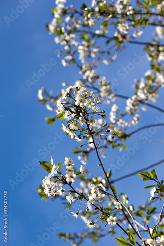 Flowering branches of cherry against a blue sky