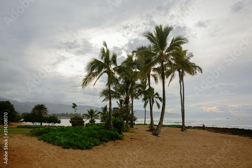 palm trees at the beach of Haleiwa, Oahu, Hawaii