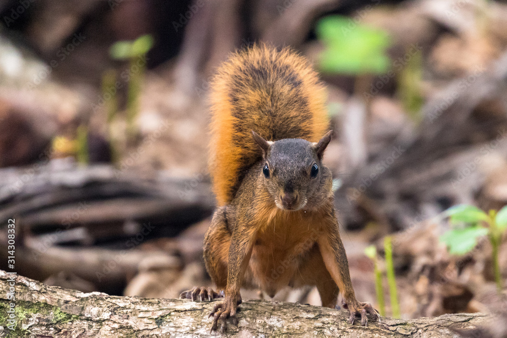 Red squirrel (Sciurus granatensis) eating a nut under a tree Red squirrel (Sciurus granatensis) eating a nut under a tree