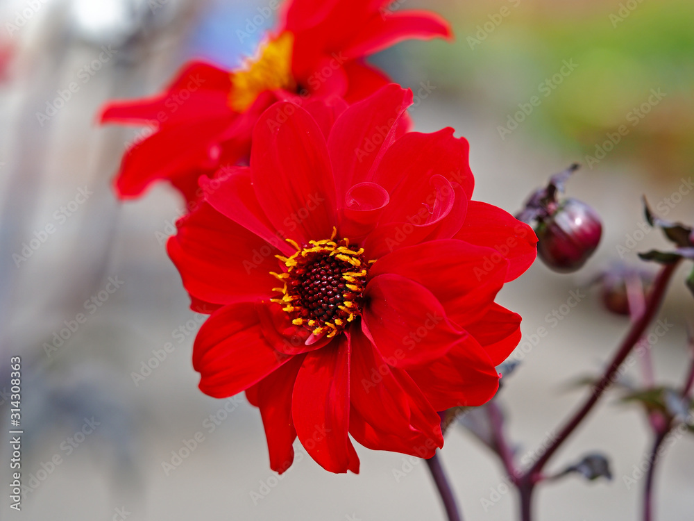 Closeup of a red single Dahlia flower and bud in a garden Closeup of a red single Dahlia flower and bud in a garden