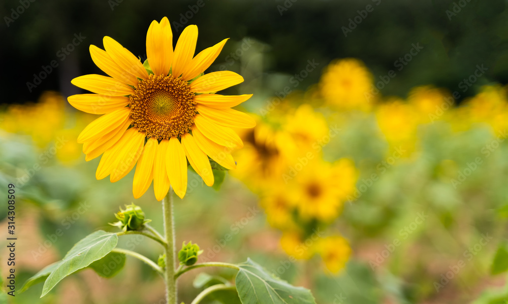 sunflowers in the field with sunflower background Flowering and leaves are turned towards the direction of the sun in agriculture and Nature concept with copy space. sunflowers in the field with sunflower background Flowering and leaves are turned towards the direction of the sun in agriculture and Nature concept with copy space.