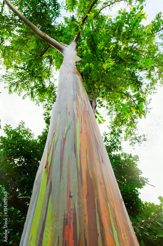 low angle view of an Eucalyptus deglupta tree photo