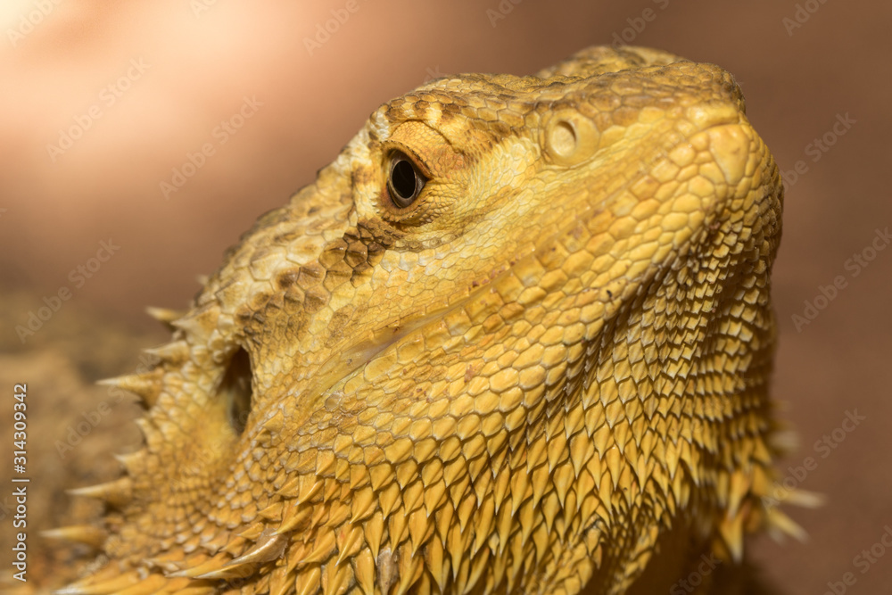 Brown iguana