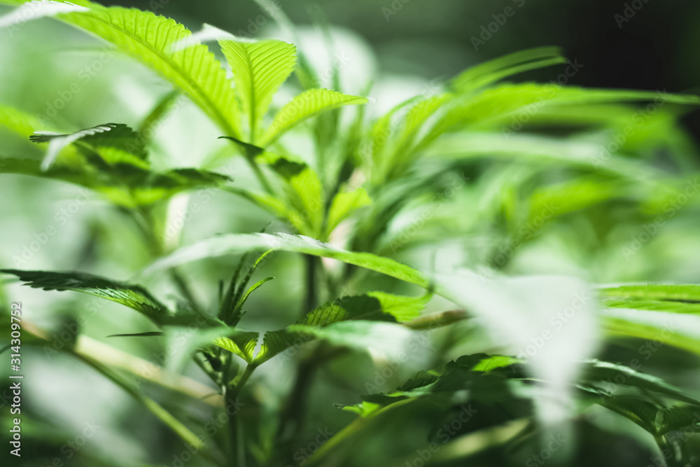 Cannabis leaves and stems are grown hydroponically in garden. Beds of hemp, marijuana in a legal garden. Cannabis leaves and stems are grown hydroponically in garden. Beds of hemp, marijuana in a legal garden.