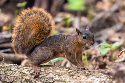 Red squirrel  Sciurus granatensis  eating a nut under a tree