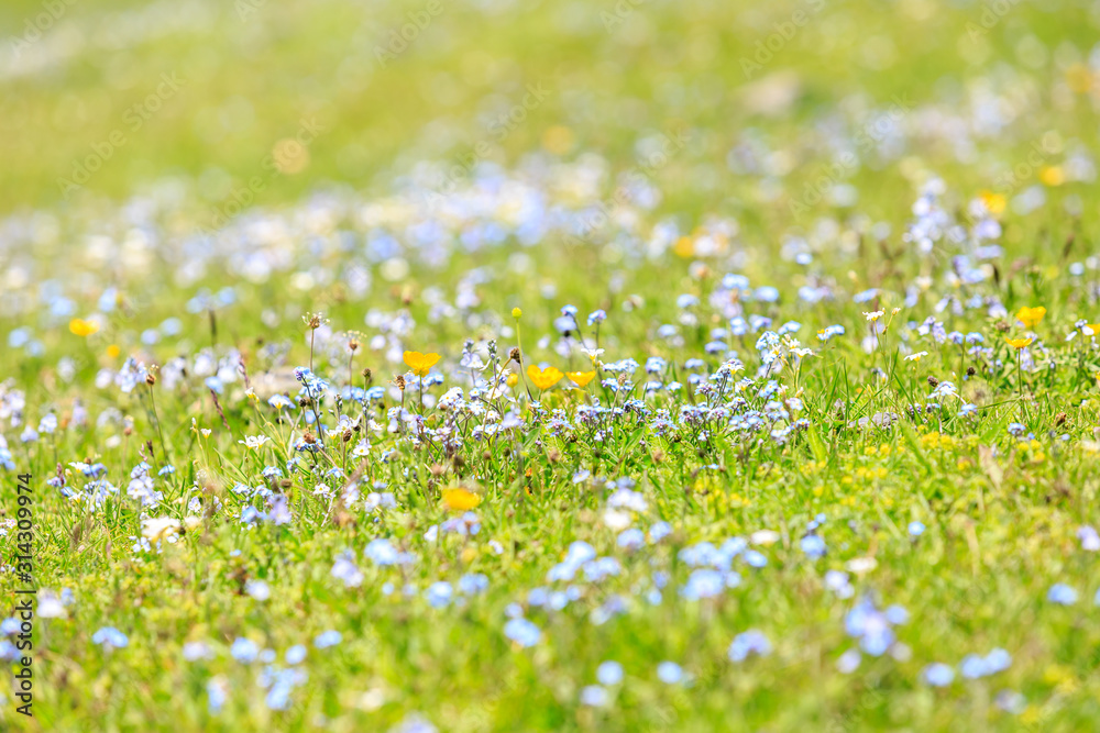 Blue small flowers in the meadow, forget-me-not on the green grass background. Floral summer spring flower background. Free copy space, selective focus.