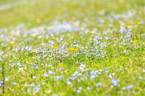 Blue small flowers in the meadow, forget-me-not on the green grass background. Floral summer spring flower background. Free copy space, selective focus.