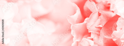 Banner for website with closeup view of flower. Soft pastel wedding, Valentine's day and spring background.