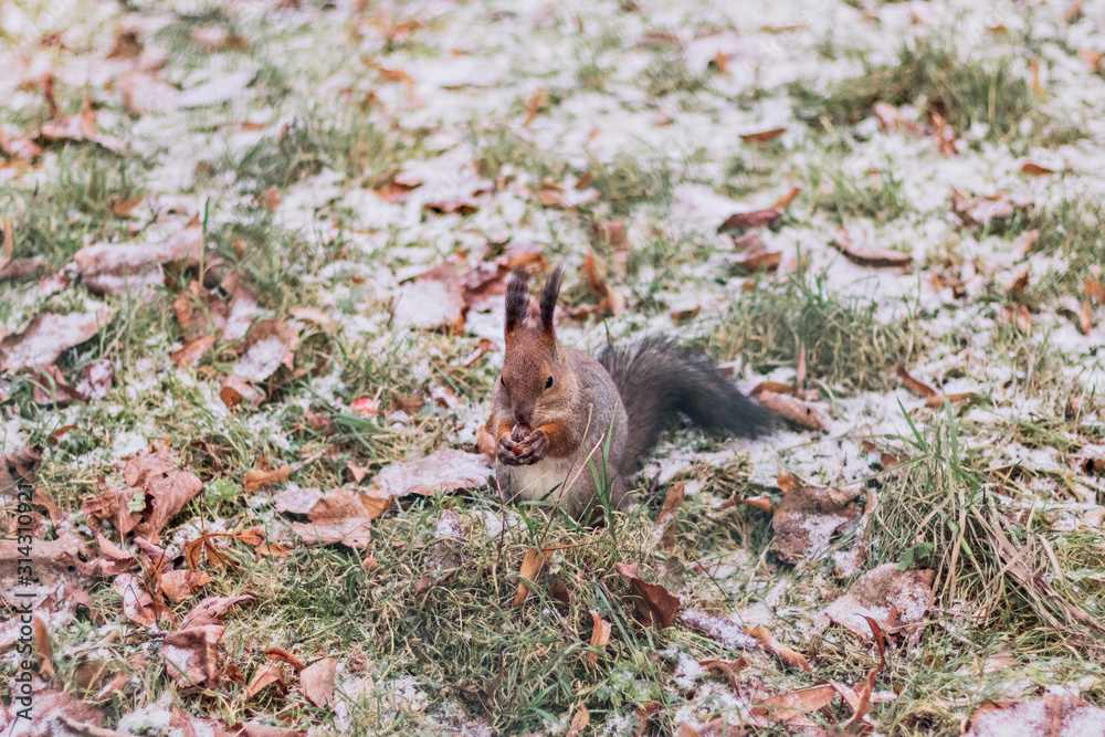 Fototapeta premium Squirrel with a nut in its paws in the park.