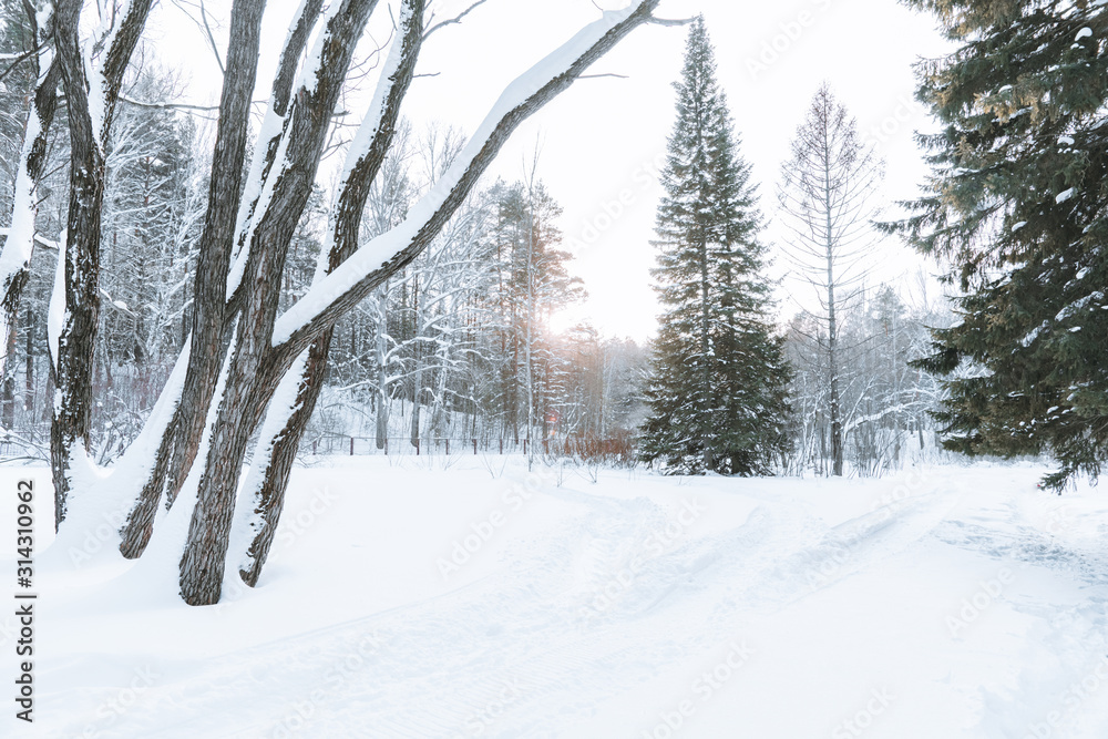 Beautiful winter in pine forest. Winter lanscape. Beautiful winter in pine forest. Winter lanscape.