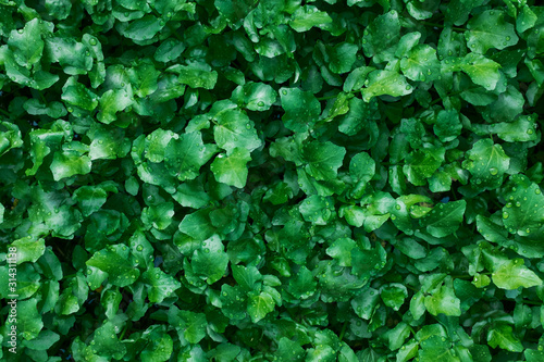 A carpet of juicy, young green plants. As a full-screen