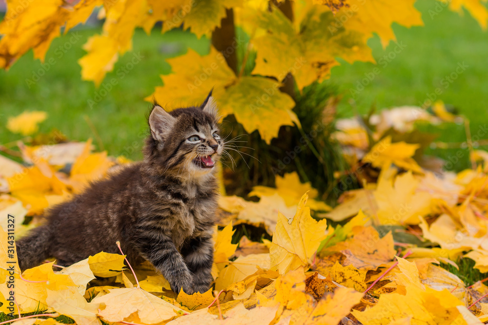 cute brown kitten sitting playing with orange and yellow maple leaves on green grass in autumn