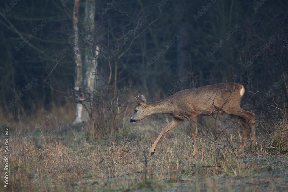 Obraz premium Roe deer early autumn morning in Danubian wetland forest, Slovakia, Europe