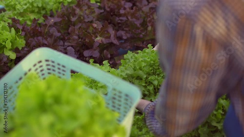close up view hand of farmer is picking salad in hydroponic greenhouse,the agriculturist writes data on the growth of plants,healthy food concept