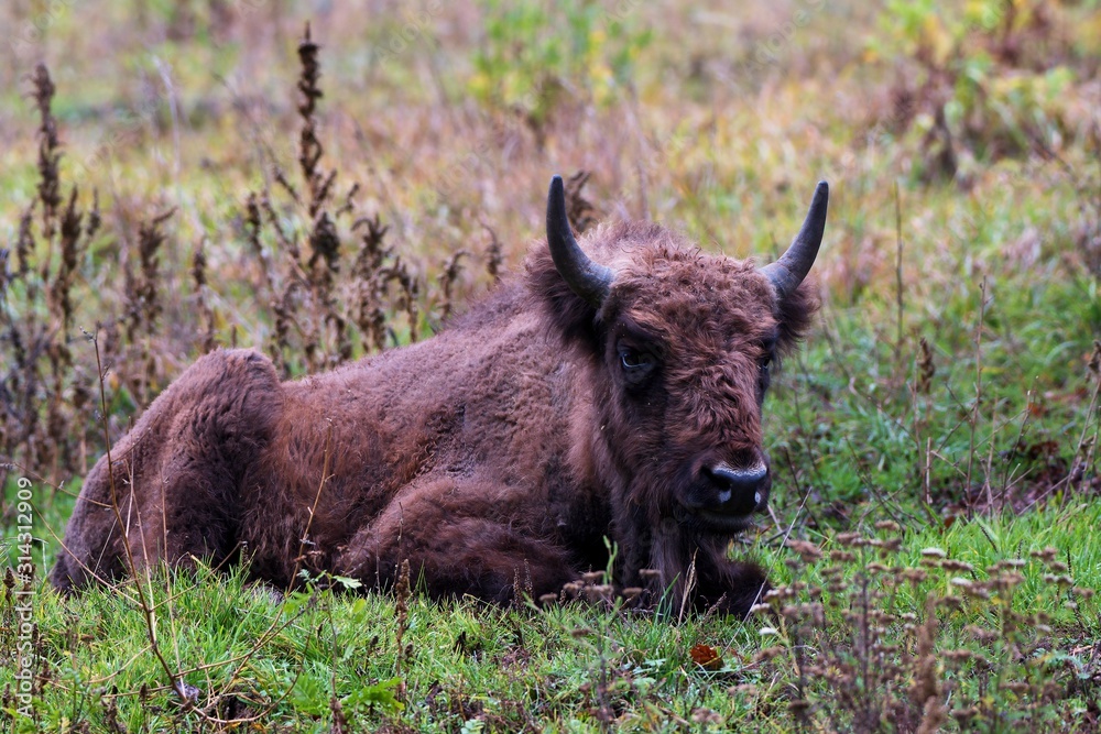 Fototapeta premium European bison in natural environment, Slovakia, Europe