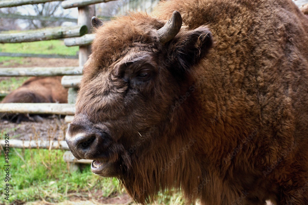 European bison in natural environment, Slovakia, Europe
