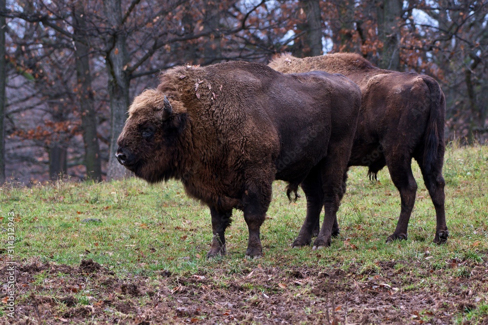 Fototapeta premium European bison in natural environment, Slovakia, Europe
