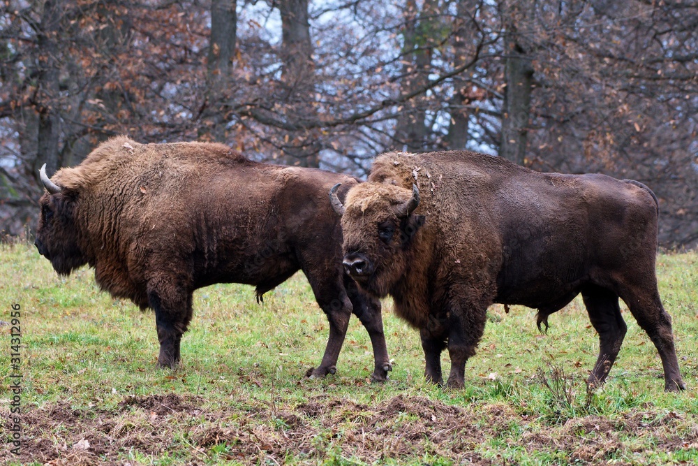 European bison in natural environment, Slovakia, Europe European bison in natural environment, Slovakia, Europe