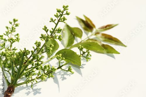 The herb that is good for health is called Neem.