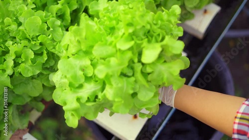 close up view hand of farmer is picking salad in hydroponic greenhouse,the agriculturist writes data on the growth of plants,healthy food concept