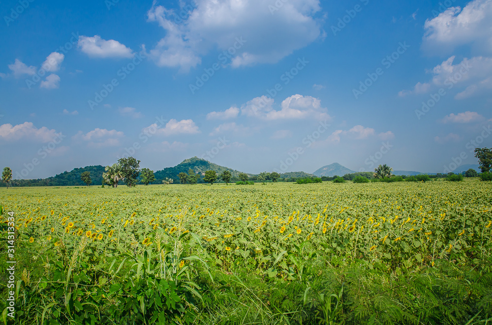 Sunflower Fields Sunflower Fields