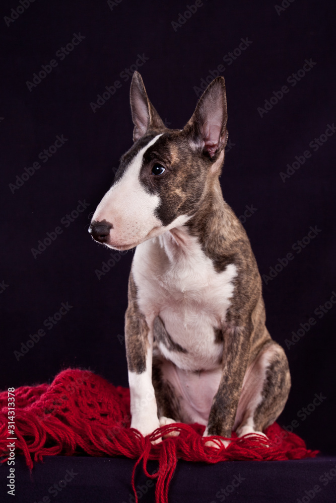 Dog mini bull terrier sitting on the red knitted shawl  isolated on black