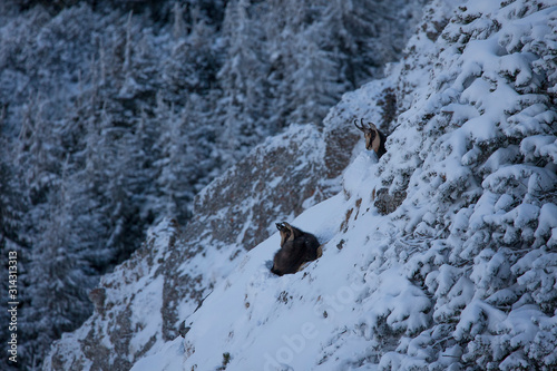 wild chamois animal in the winter