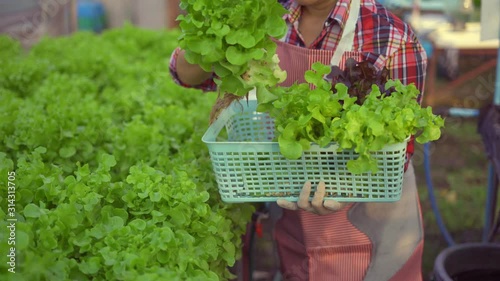 Farmer is picking salad in hydroponic greenhouse,the agriculturist writes data on the growth of plants,healthy food concept