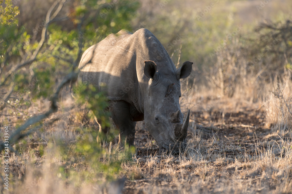 Rhinocéros blanc, white rhino, Ceratotherium simum, Parc national Kruger, Afrique du Sud Rhinocéros blanc, white rhino, Ceratotherium simum, Parc national Kruger, Afrique du Sud