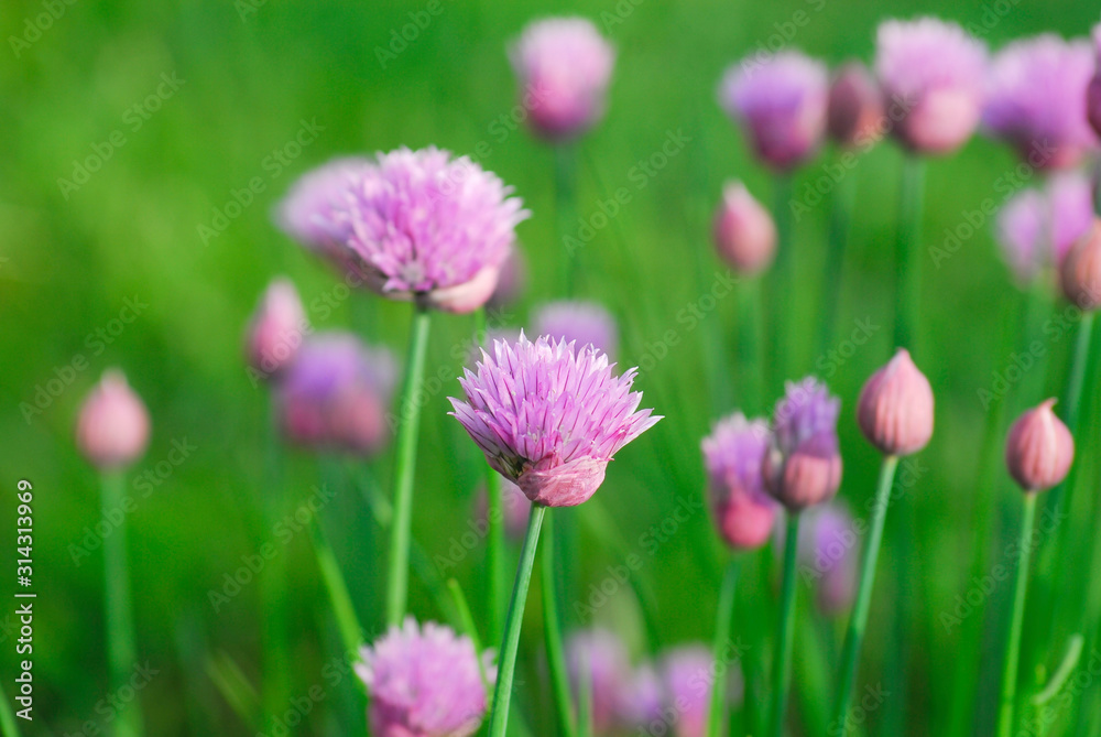 Close up of pink chive flower in a field
