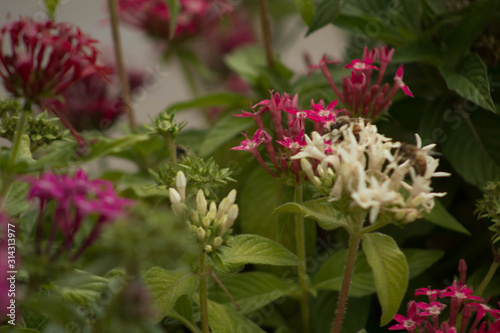  garden with flowers and bees in tune, natural space