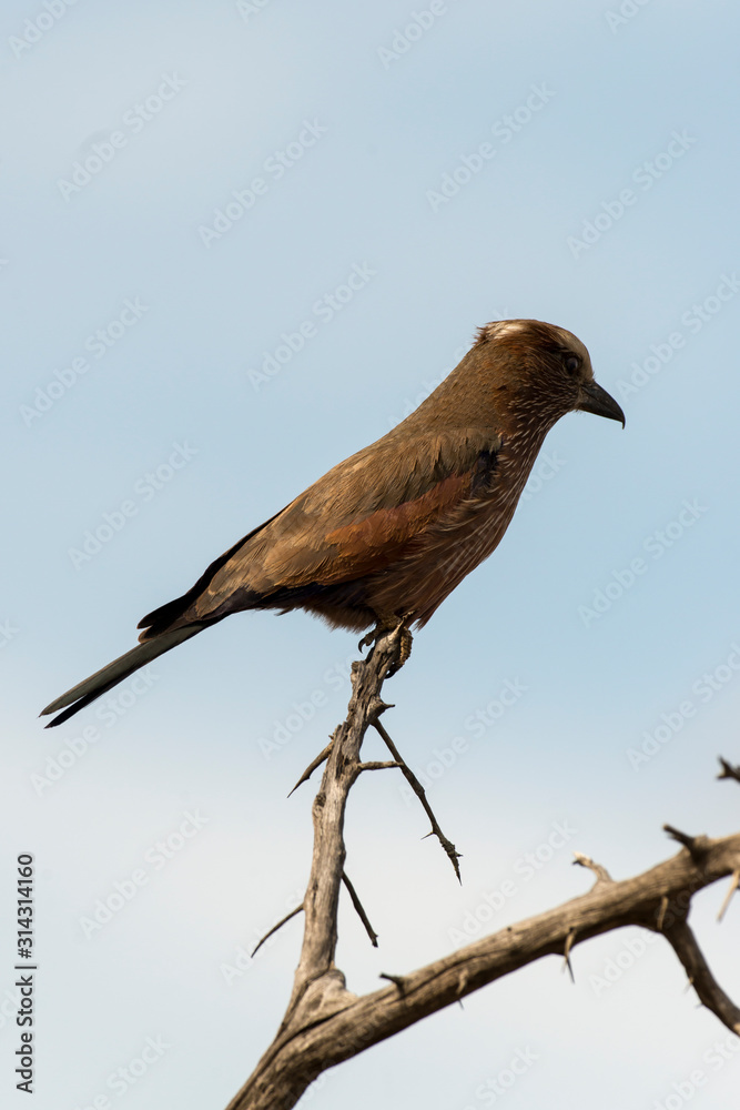 Rollier varié,.Coracias naevius, Purple Roller Rollier varié,.Coracias naevius, Purple Roller