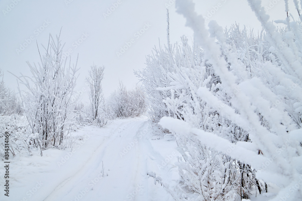 Obraz premium Snowy road among the trees covered with frost on a winter