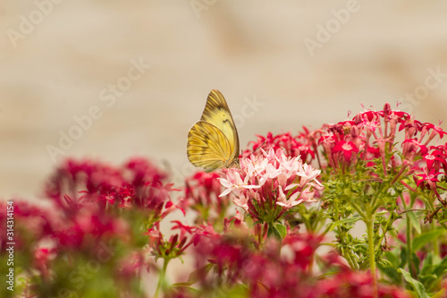 Yellow butterfly in garden, pink and white flowers with space for text, nature