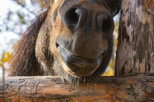 Head of a brown horse peeking through a fence, close-up.